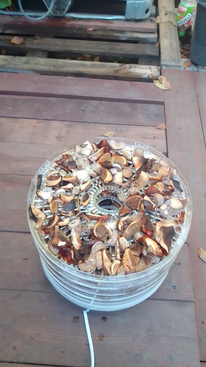 Как правильно заготавливать лекарственные травы