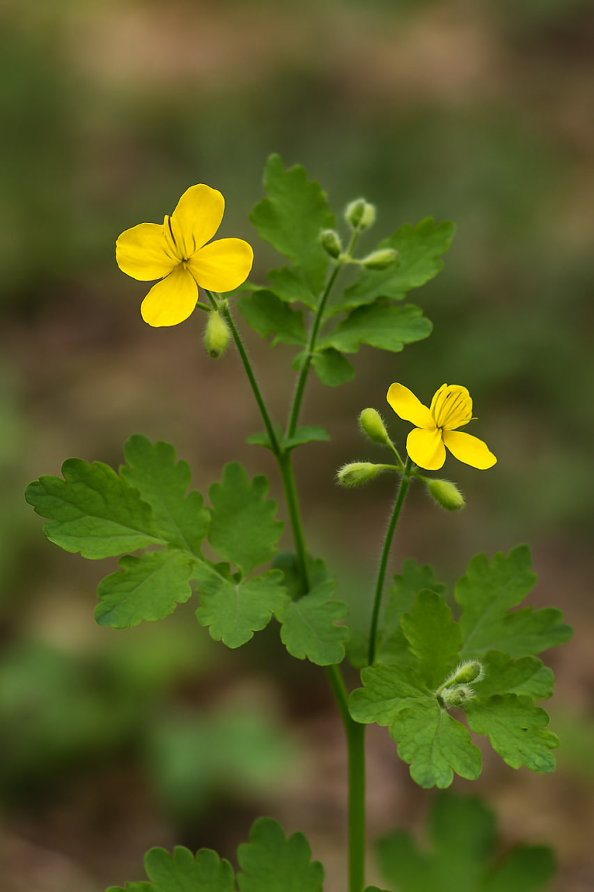 Чистотел: Природный защитник от инфекций